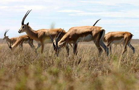 It can be hard for policy makers to guess which company will stand out from the herd. (Photo: Wikimedia commons)