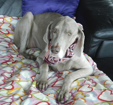 Dog with pet head nail polish