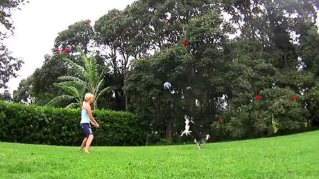 AMZING VIDEO: DOG Rallys in a Super Volleyball Match!