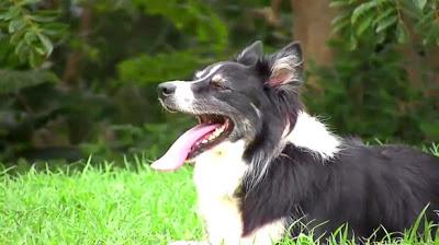 AMZING VIDEO: DOG Rallys in a Super Volleyball Match!