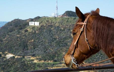 Horse Overlooking the Hollywood Sign