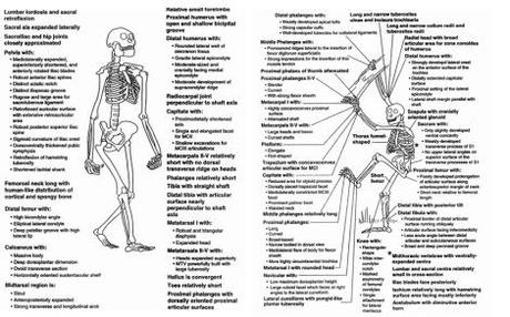 Traits Australopithecus shares with us (left) and traits they have that are primitive (right). The combination of the two indicates they are our ancestor. 