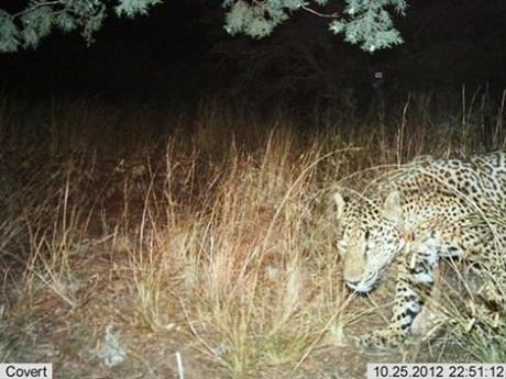 Automatic wildlife cameras snapped this photo of a male jaguar on a nightly walk in the Santa Rita Mountains on Oct 25, 2012 near Tucson, Arizona