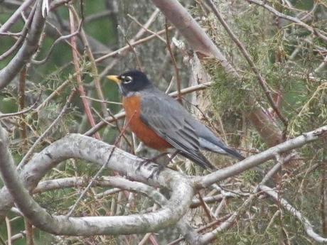 Wordless Wednesday - Stalking a Robin