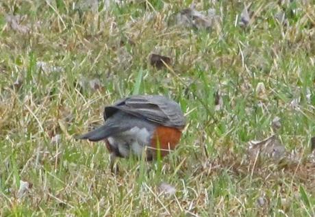 Wordless Wednesday - Stalking a Robin