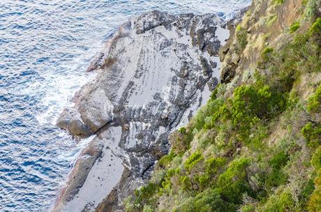 australian fur seals sitting on rocks