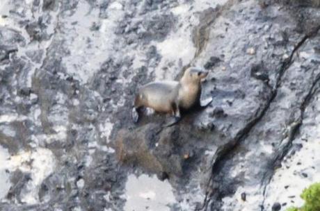 australian fur seal at seal cove sitting on rocks