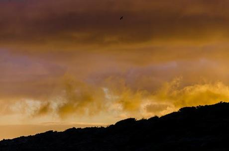 bird above cliffs at sunrise