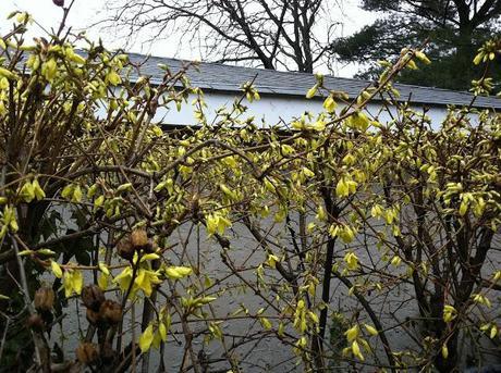 feels like spring? and five years and counting...