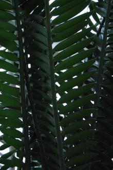 Encephalartos longifolius Leaf (09/02/2013, Kew Gardens, London)