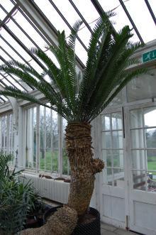 Encephalartos longifolius (09/02/2013, Kew Gardens, London)