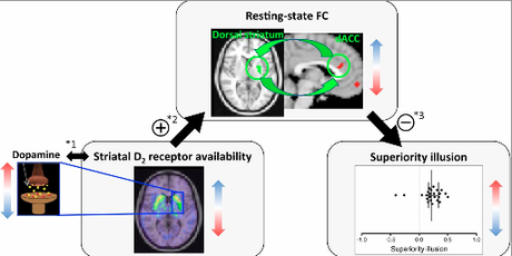 The brain basis of our superiority illusion.