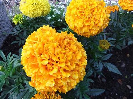 marigolds yellow orange