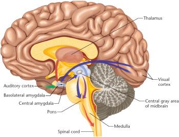 Last one to find the amygdala is a rotten egg!