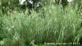 A field of giant reed 