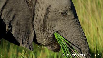 African elephant eating