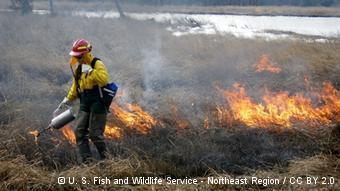 A biologist wearing a protective suit walks through a burning field (Foto: U. S. Fish and Wildlife Service - Northeast Region 