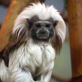 A regular cotton top tamarind (or maybe one whose hair was dyed white)