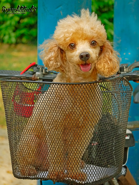 Teddy Toy Poodle