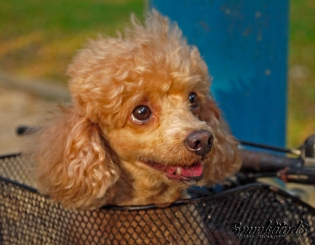 Teddy Toy Poodle