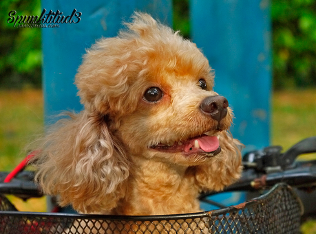 Teddy Toy Poodle
