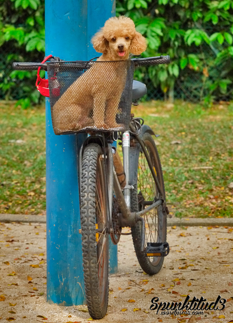 Teddy Toy Poodle