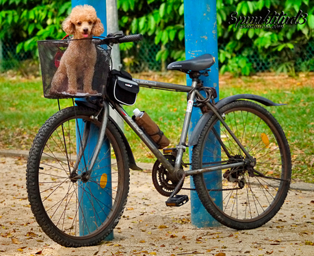 Teddy Toy Poodle