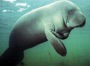 Sad manatee photo via manatee.net