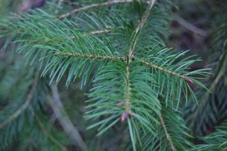 Pseudotsuga macrocarpa Leaf (09/02/2013, Kew Gardens, London)