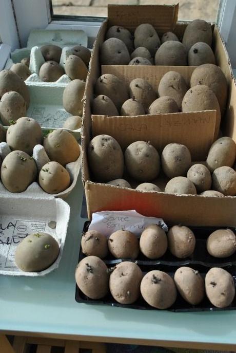 Chitting potatoes