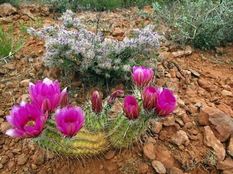Desert Photos | Springtime Bloom