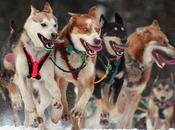 Death Iditarod Sled Brings Practices Under Investigation