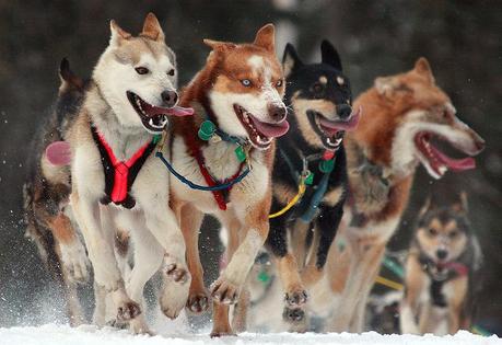 Death Of Iditarod Sled Dog Brings Practices Under Investigation