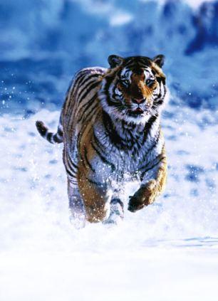 Siberian tiger: In the Russian far east, the tiger and humans have traditionally maintained a respectful truce