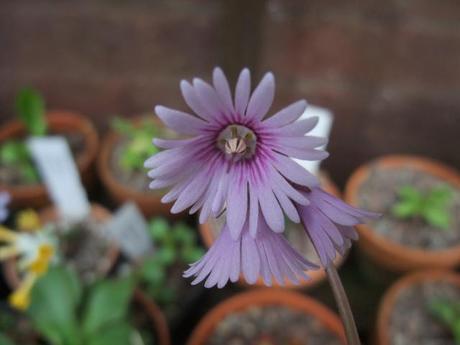 Soldanella 'Spring Symphony'