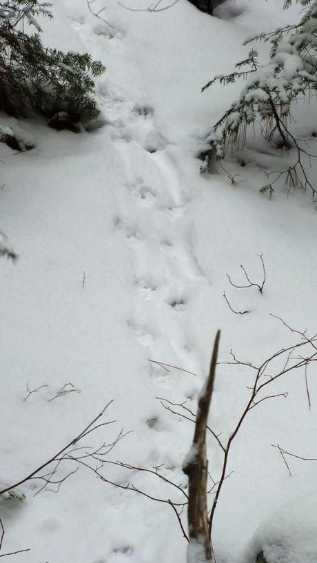 Otter tracks in snow along stream in Algonquin Provincial Park
