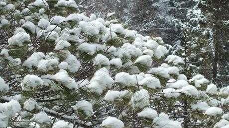 Puffs of snow on pine tree in Algonquin Provincial Park