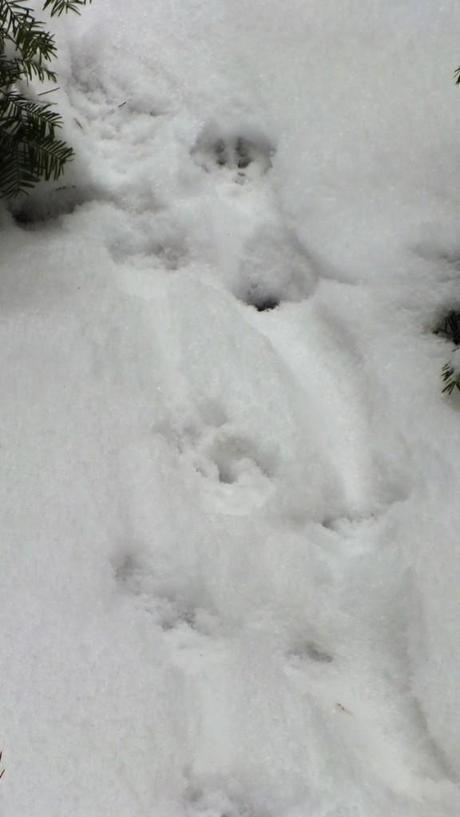 Otter tracks in snow in Algonquin Provincial Park