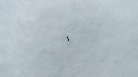 A long legged bug sighted on the snow in March in Algonquin Provincial Park