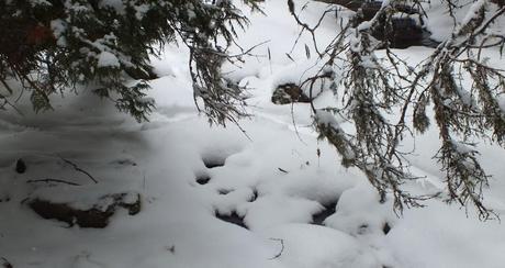 Otter slide track in snow - Algonquin Provincial Park