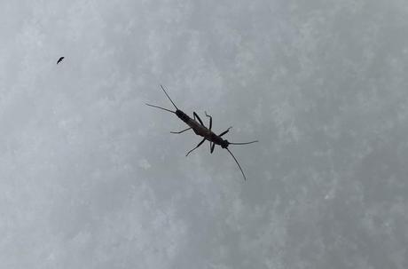 closeup of long legged bug on snow - Algonquin Park in March