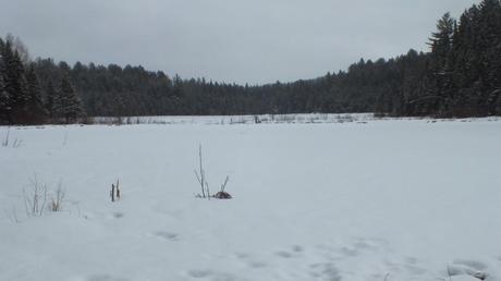 Frozen beaver pond on Beaver Pond Trail - Algonquin Provincial Park