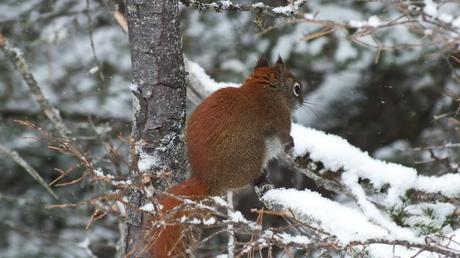 Red Squirrel in Algonquin Provincial Park