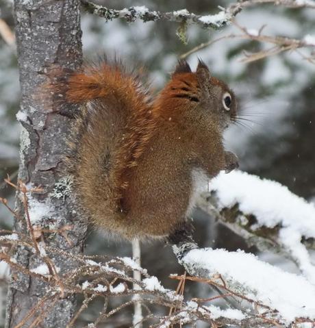 Red Squirrel sits in snowy tree in Algonquin Park