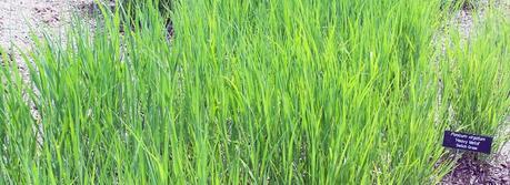 Panicum virgatum 'Heavy Metal' Switch Grass in early summer at Minnesota Landscape Arboretum (Credit: SEWilco, http://commons.wikimedia.org/wiki/User:SEWilco)