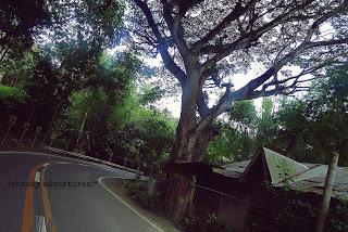 Kawasan Falls, Badian, Cebu: ..of  road trips, nature walks and chasing waterfalls.