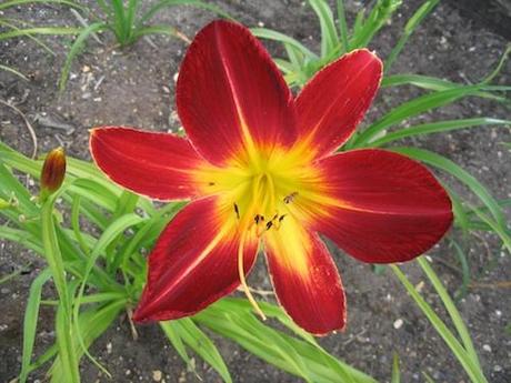 Hemerocallis Ruby Spider Daylily