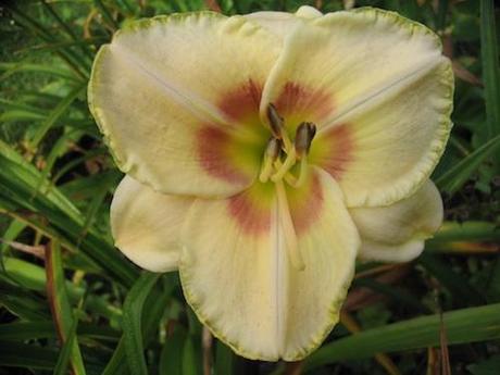 Hemerocallis Custard Candy Daylily