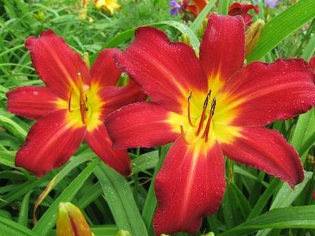 Hemerocallis Spider Man Daylily