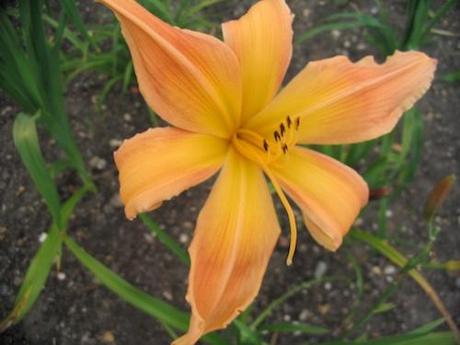 Hemerocallis Selma Longlegs Daylily